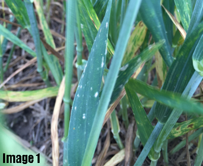 Foliar Diseases of Wheat